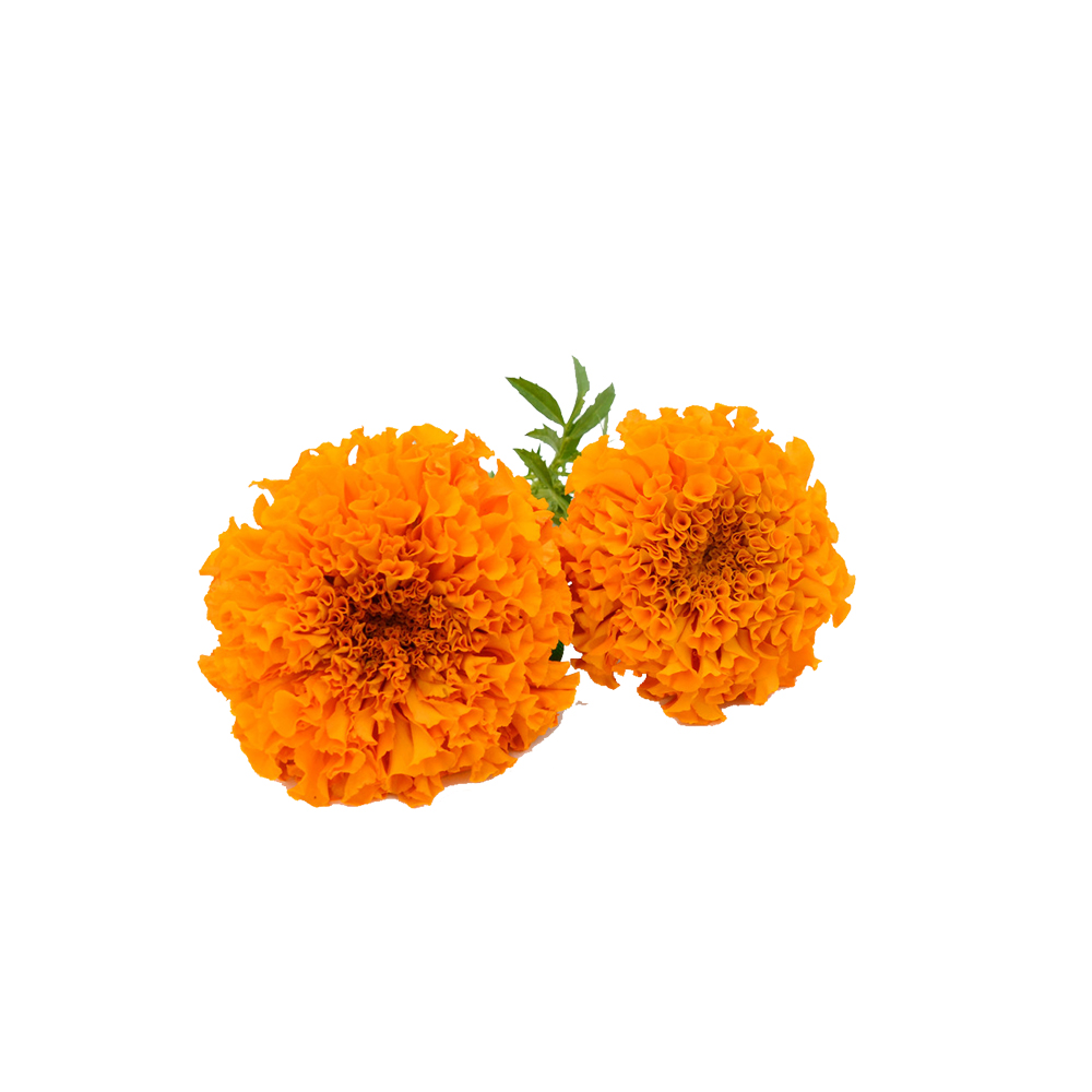 Marigold-derived lutein powder macro photography
