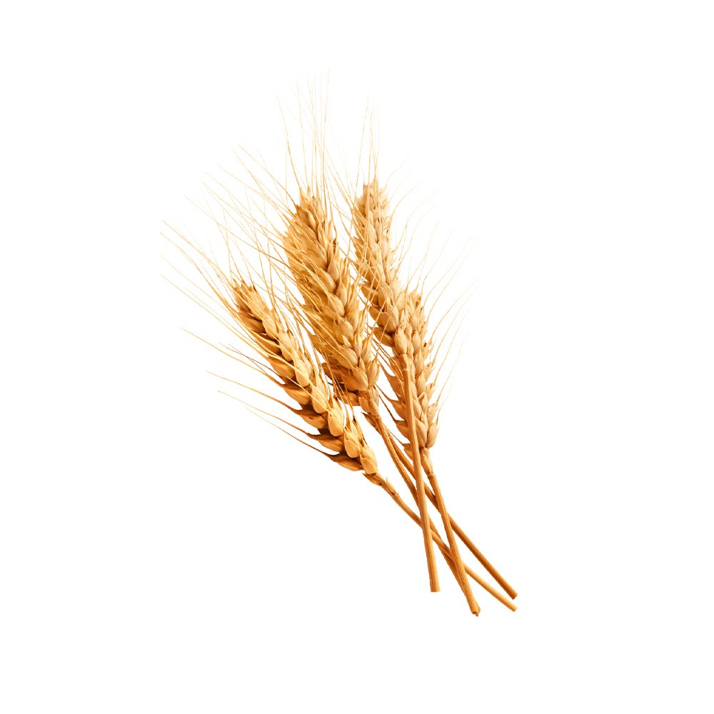 Triticum aestivum wheat protein powder macro photography