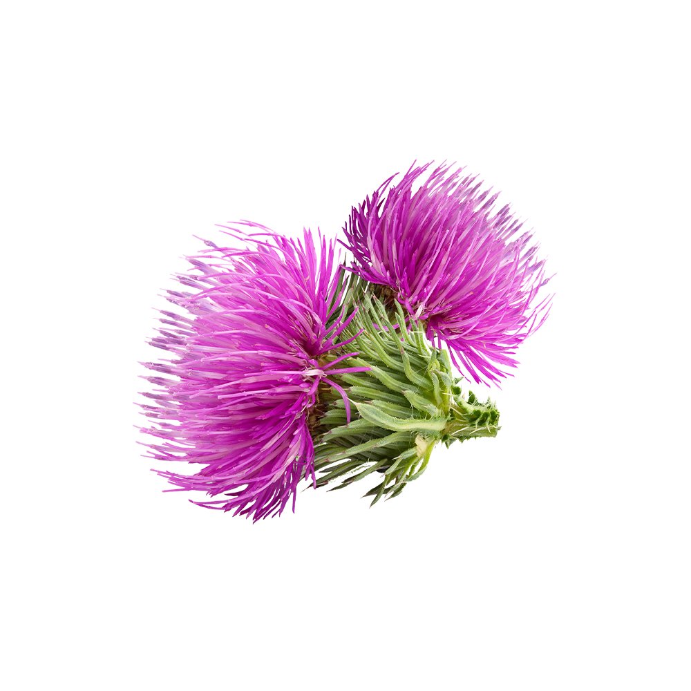 Silybum marianum dried herb extract powder macro photography