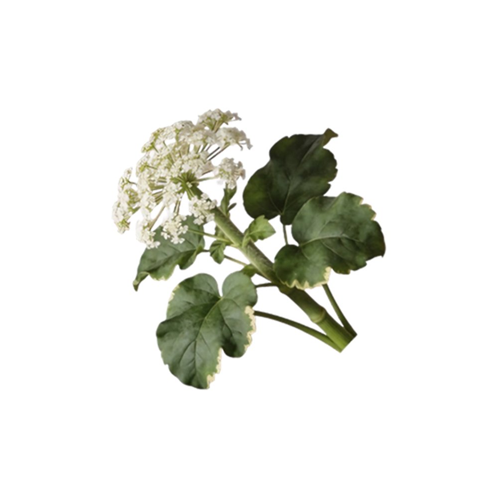 Valerian Root Extract close-up texture detail valerian root dried extract powder macro photography